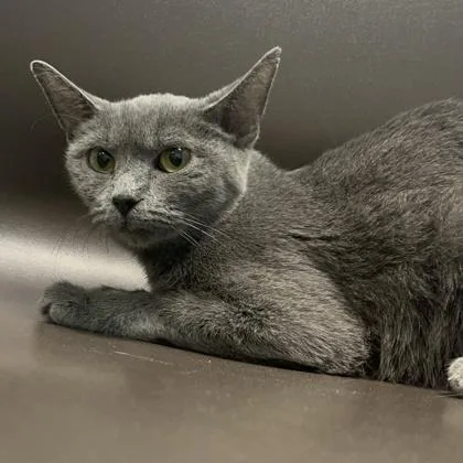 A young medium-sized female Domestic Short Hair cat named Ash for adoption in Janesville, WI