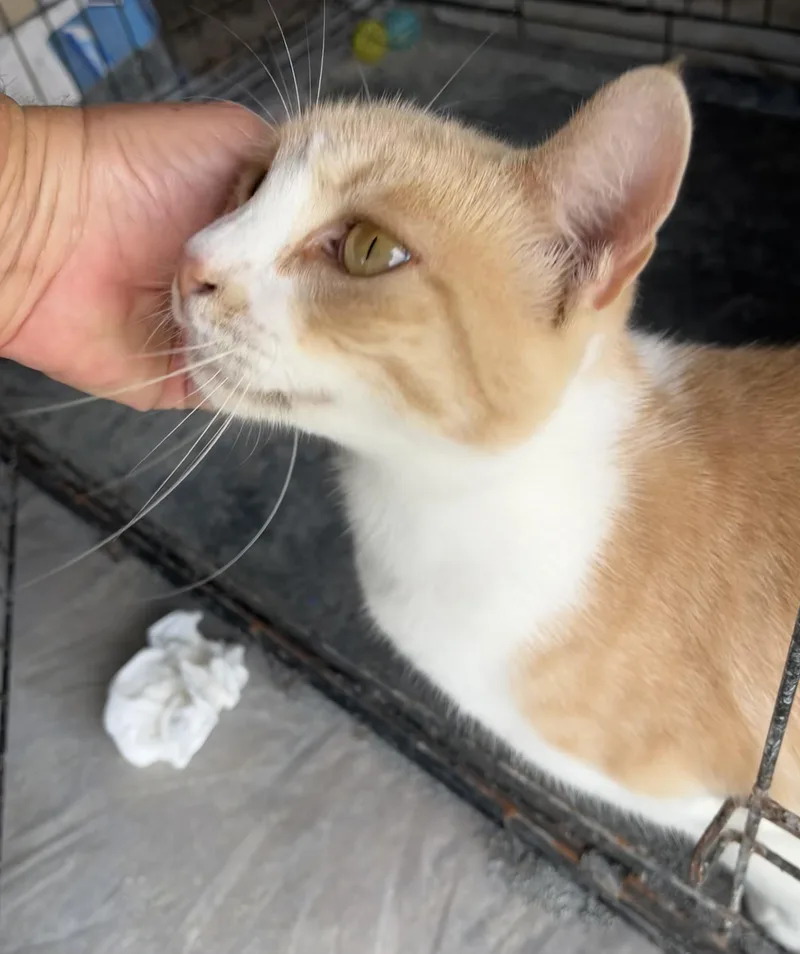 An adult medium-sized female Orange & White Domestic Short Hair cat named Hannah for adoption in Hampton, VA