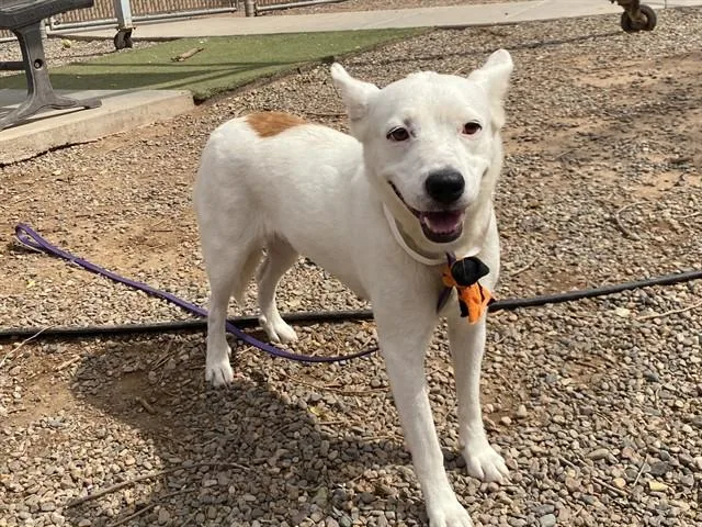 An adult large-sized female Pit Bull Terrier dog named Blossom for adoption in Mesa, AZ