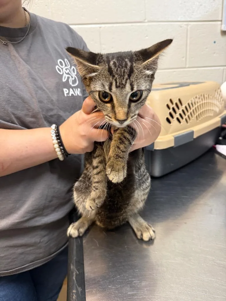 A young medium-sized female Domestic Short Hair cat named Blanche for adoption in Rome, GA