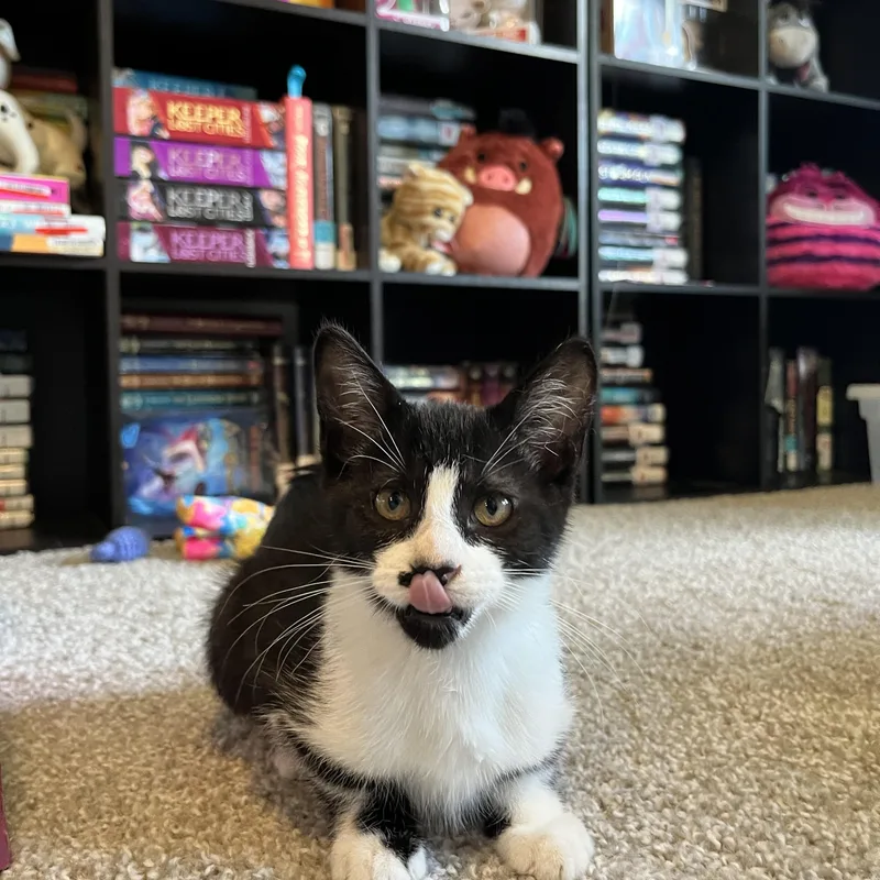A young medium-sized female Black Domestic Short Hair cat named Periscope for adoption in Hudsonville, MI