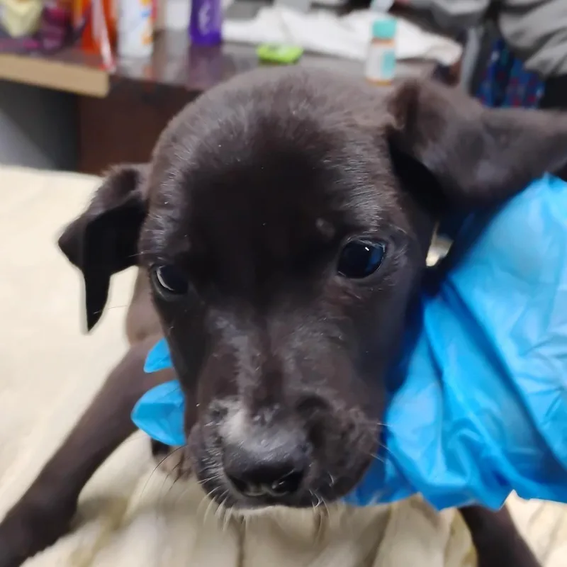 A young small-sized female Black Mixed Breed dog named Walker for adoption in Summerville, SC