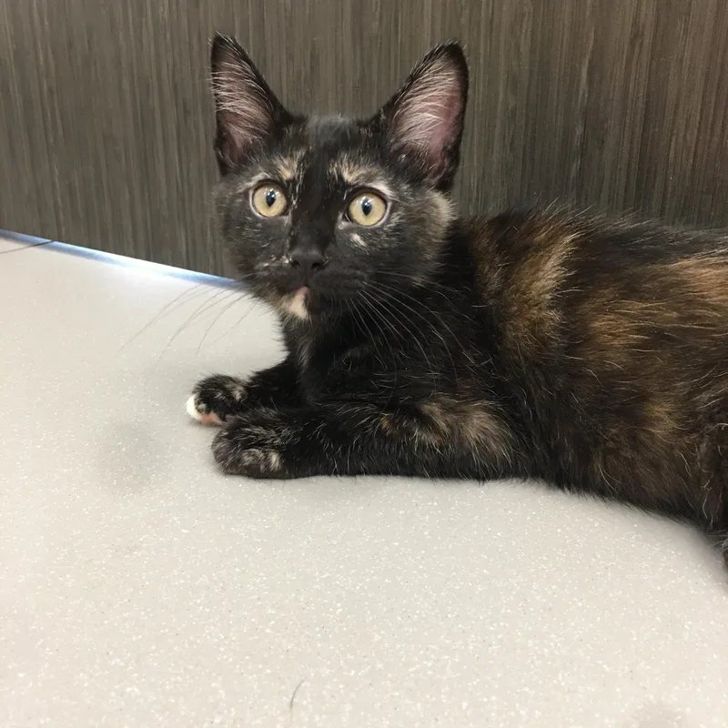 A baby small-sized female Tortoiseshell Domestic Short Hair cat named Poppy for adoption in Greenville, TX