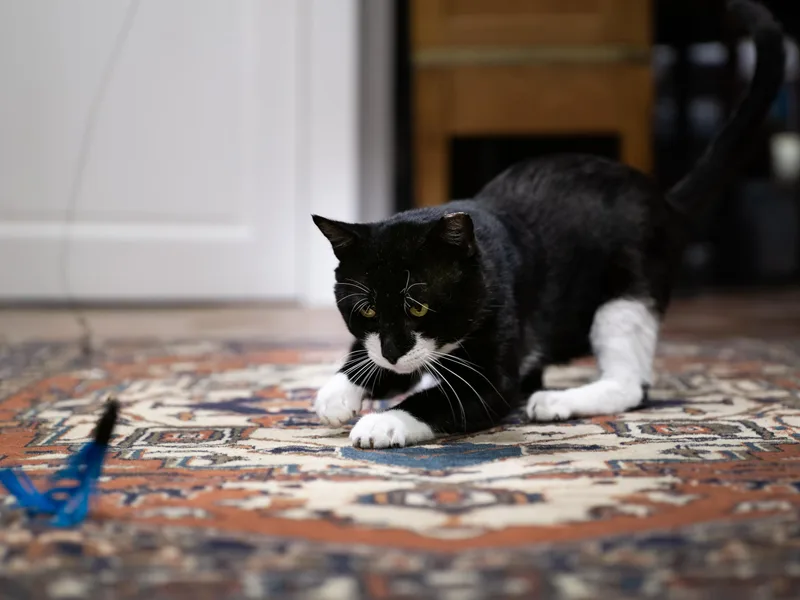 A young large-sized male Black & White / Tuxedo Domestic Short Hair cat named Bart for adoption in Seattle, WA