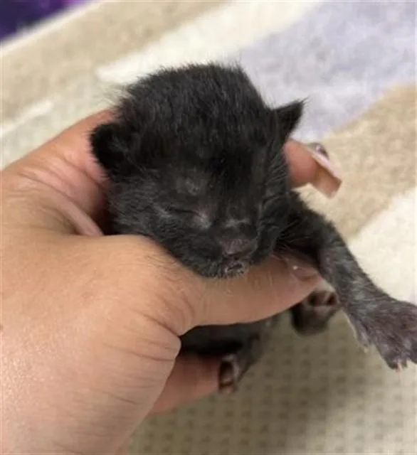 A baby small-sized male Domestic Short Hair cat named Peanut for adoption in Riverside, CA