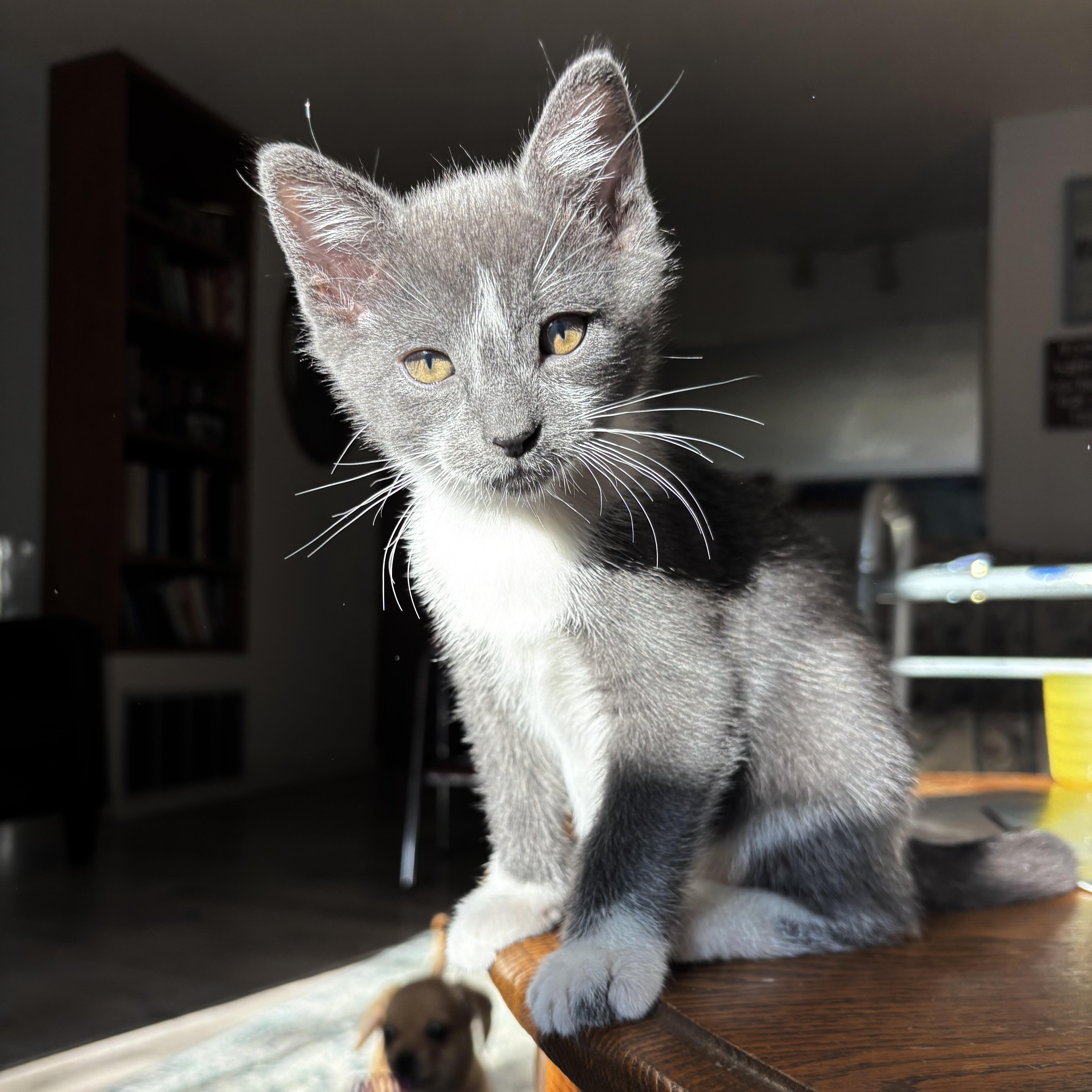 A baby medium-sized male Gray & White Domestic Short Hair cat named Hippo for adoption in Ephrata, WA