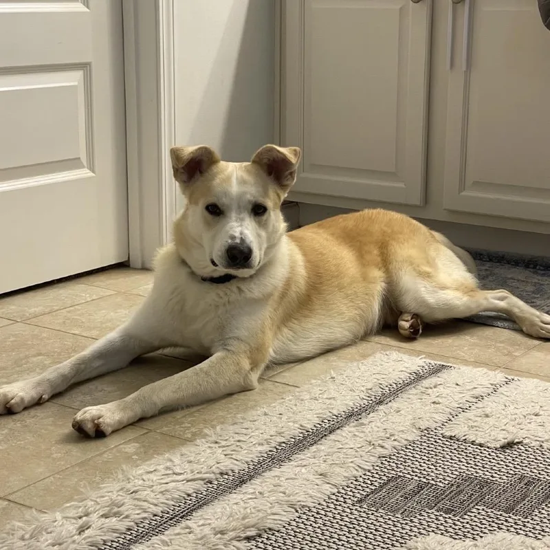 Koda