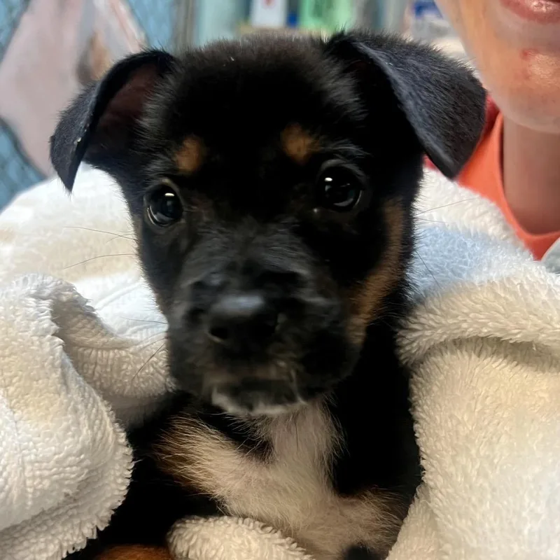 A baby small-sized female Black Labrador Retriever dog named Mitochondria for adoption in Austin, TX