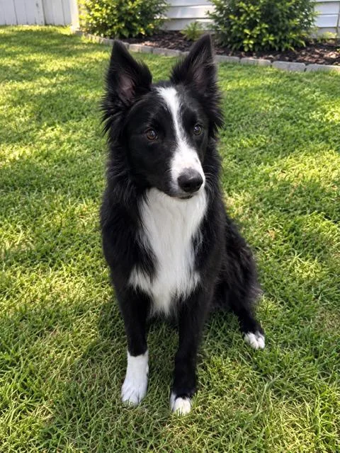 An adult medium-sized male Border Collie dog named Bindi for adoption in Mankato, MN