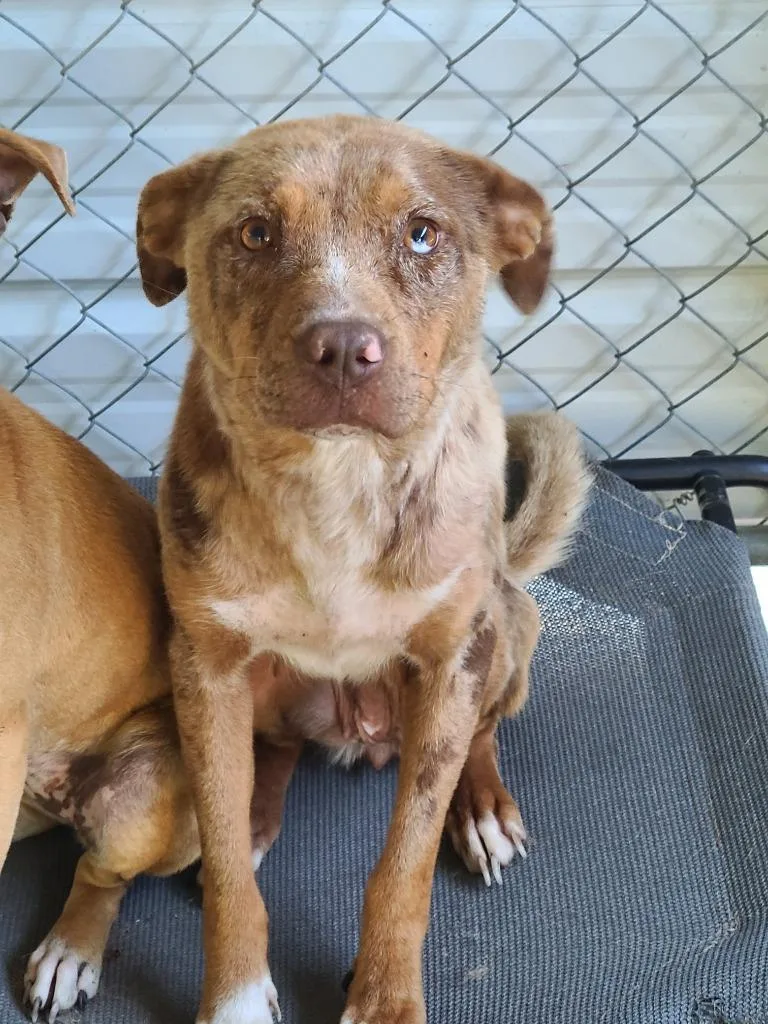 A young medium-sized female Labrador Retriever dog named Restabustia for adoption in Swainsboro, GA