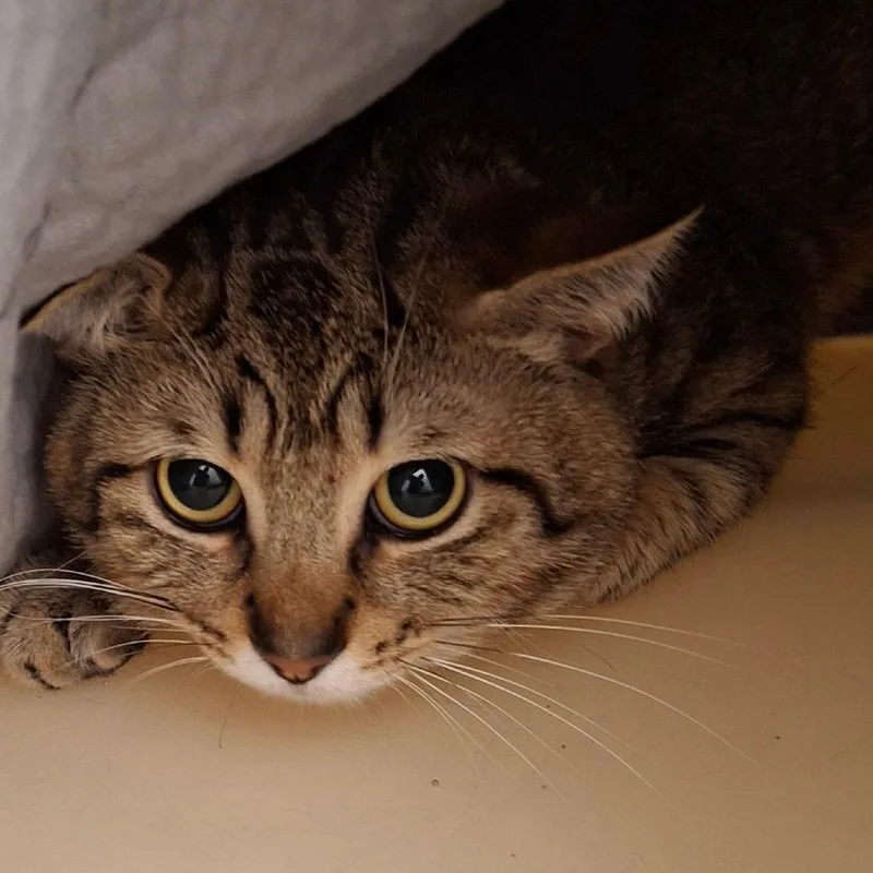 An adult medium-sized male Domestic Short Hair cat named Greyson for adoption in Zanesville, OH
