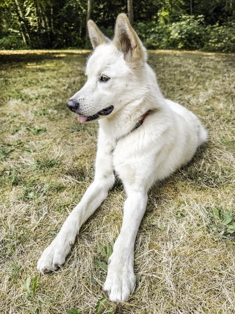 Arya