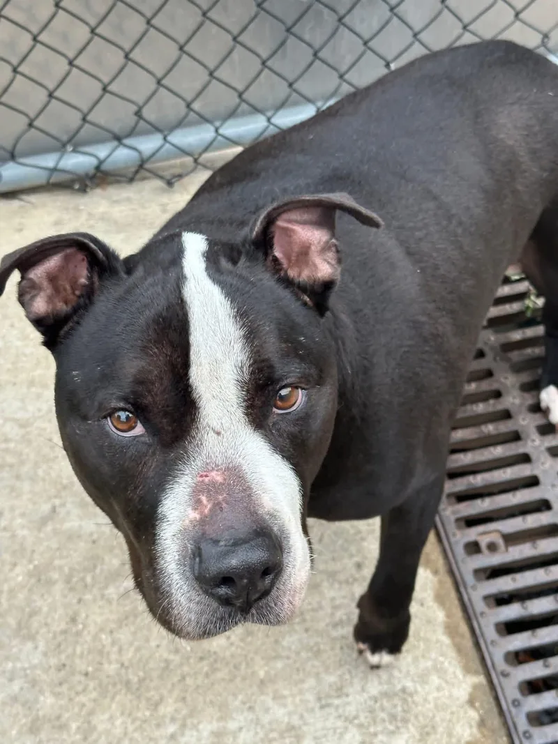 A senior medium-sized male Black Pit Bull Terrier dog named Tanker for adoption in Chicago, IL