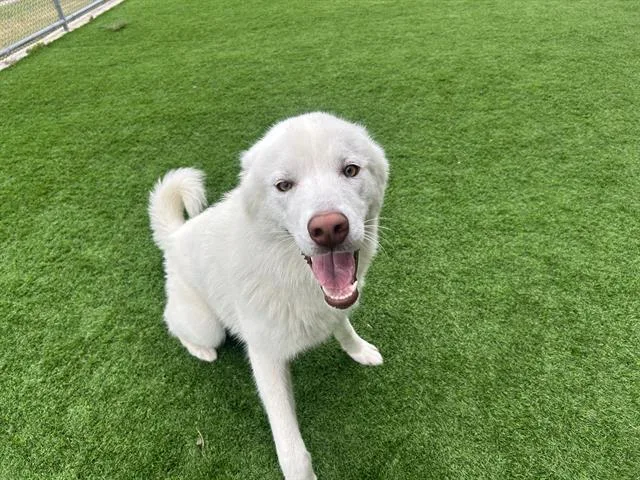 A young large-sized male Siberian Husky dog named Falcon for adoption in Grand Prairie, TX