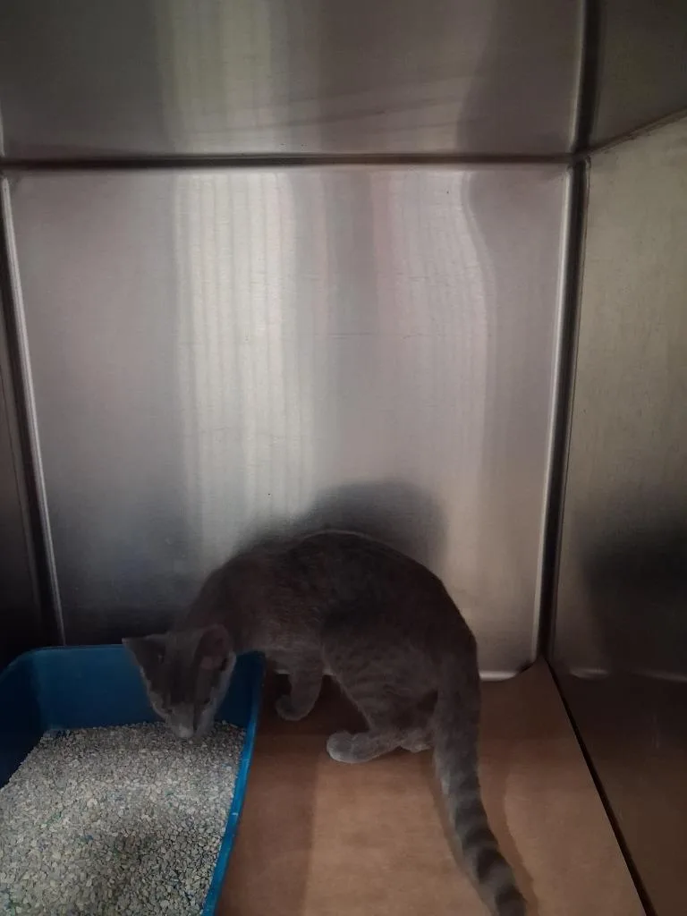 A young large-sized female Domestic Short Hair cat named Feather for adoption in Cartersville , GA