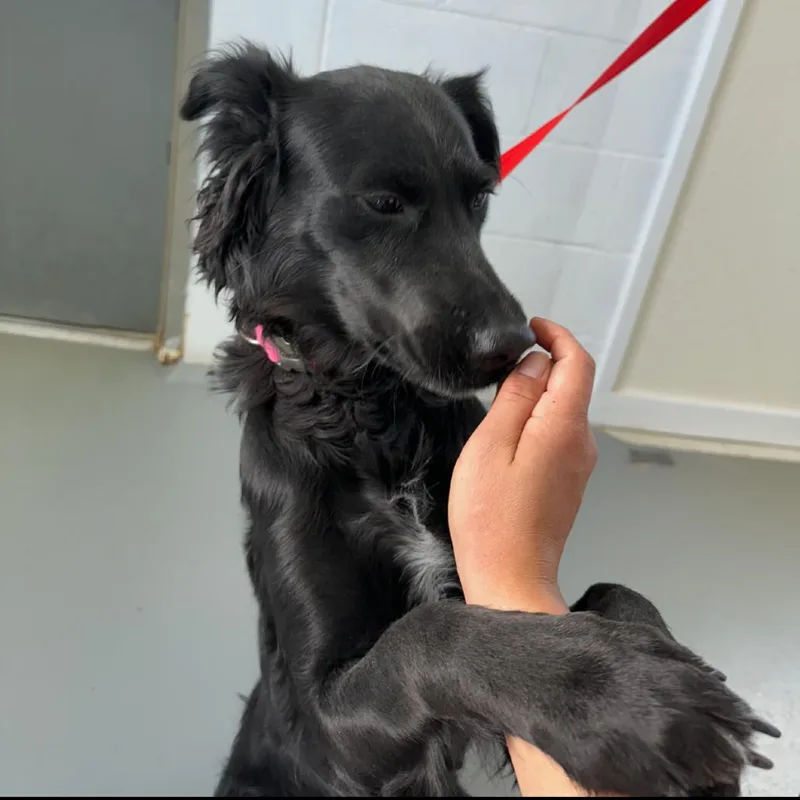 A young medium-sized female Black Labrador Retriever dog named Nala for adoption in Carlin, NV