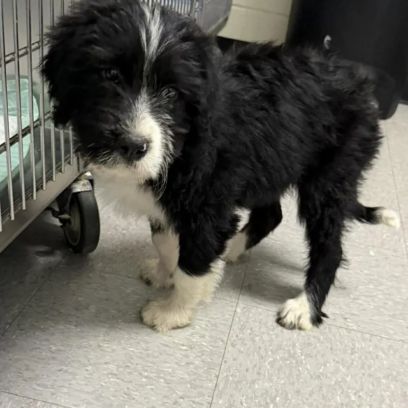 A baby small-sized female Black Schnauzer dog named Serenity for adoption in Austin, TX