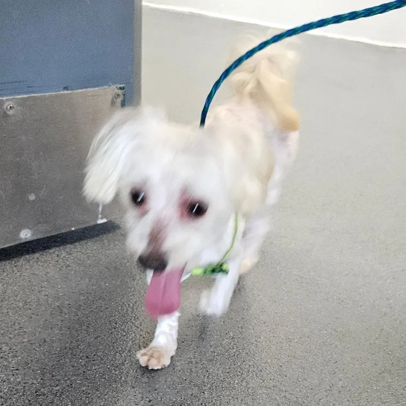 An adult small-sized male White / Cream Maltese dog named Coca Cola for adoption in Montgomery, AL