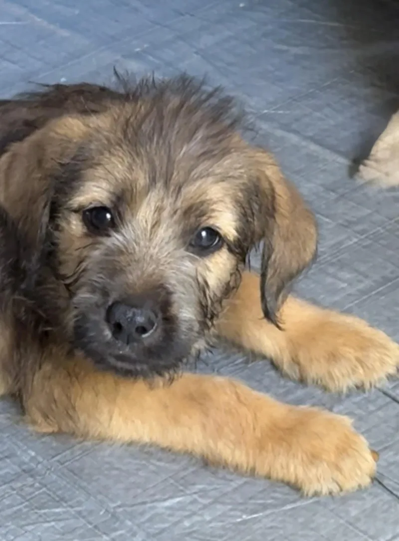 A baby medium-sized male Labradoodle dog named Shakespeare for adoption in Mobile, AL