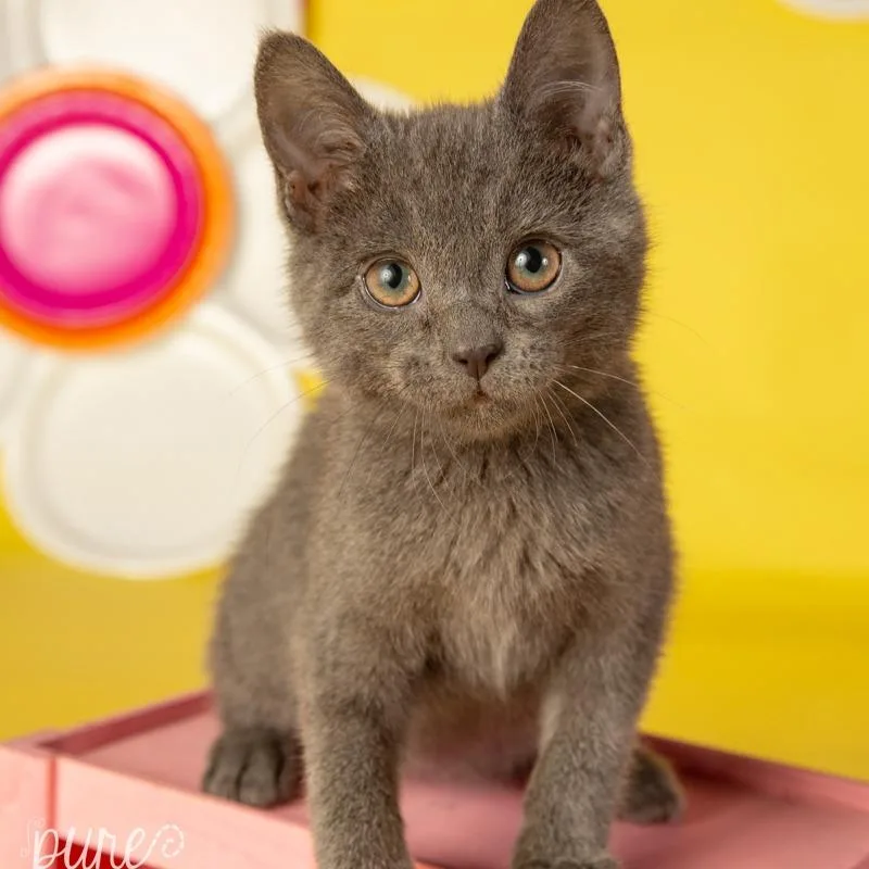 A young small-sized male Gray / Blue / Silver Domestic Short Hair cat named Beauregard for adoption in Springfield, MO