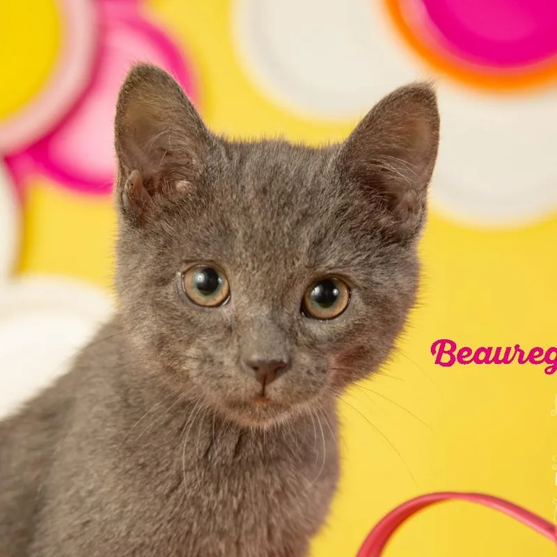 Beauregard thumbnail 2