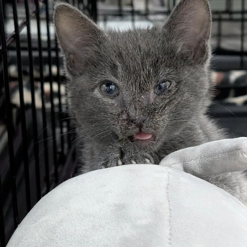 Beauregard thumbnail 3