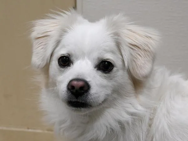 A young small-sized male Spaniel dog named Snoopy for adoption in Portland, OR
