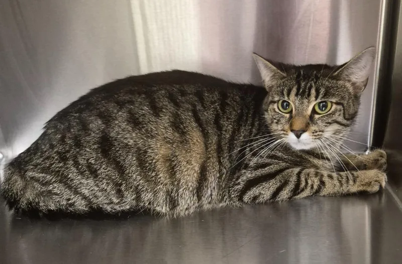 A young medium-sized female Domestic Short Hair cat named Thelma for adoption in Christiansburg, VA
