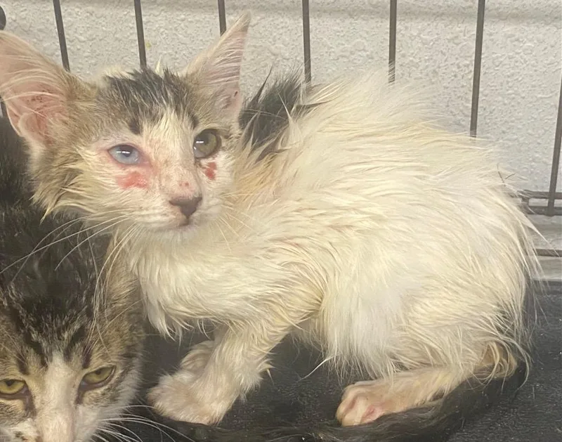 A baby large-sized male Domestic Medium Hair cat named Chad for adoption in Lockhart, TX