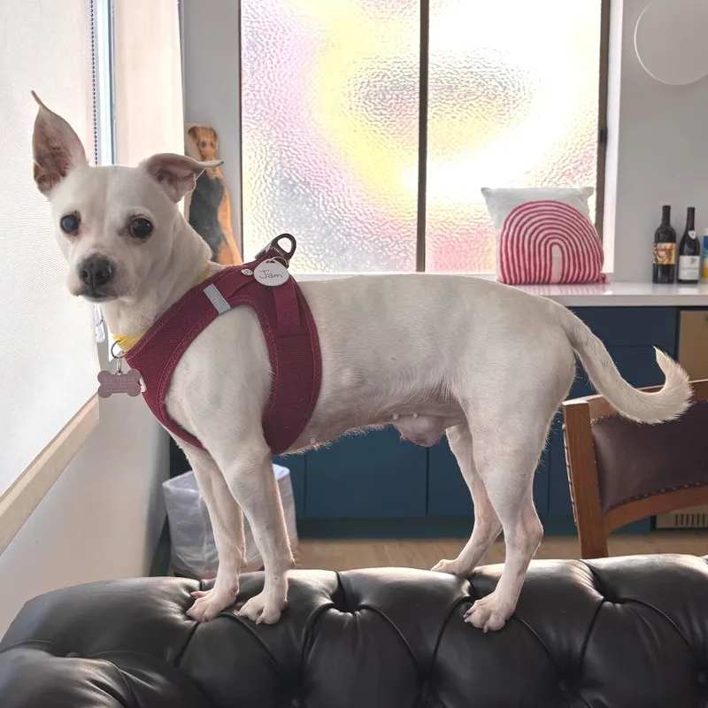 A senior small-sized female White / Cream Chihuahua dog named Jam for adoption in San Francisco, CA