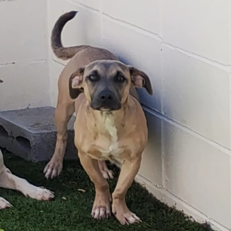An adult medium-sized male Brown / Chocolate Mixed Breed dog named Fred for adoption in LOXAHATCHEE, FL
