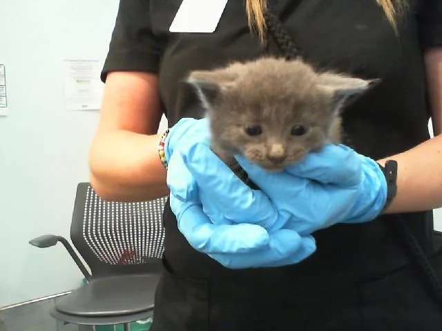 A baby small-sized male Domestic Short Hair cat named Aspen for adoption in Charlotte, NC