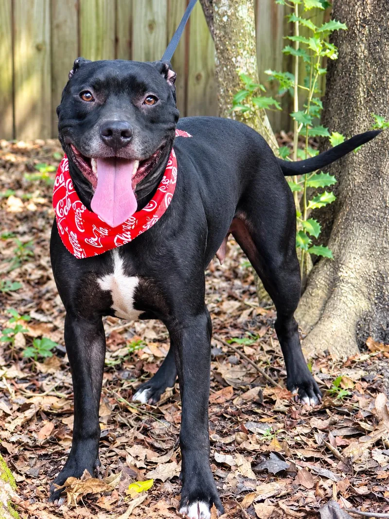 An adult medium-sized female Staffordshire Bull Terrier dog named Mia for adoption in Nahunta, GA