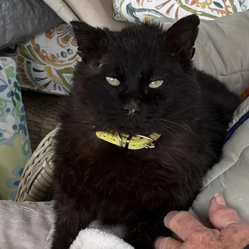 An adult medium-sized male Black Domestic Short Hair cat named Benji for adoption in Milford, IA