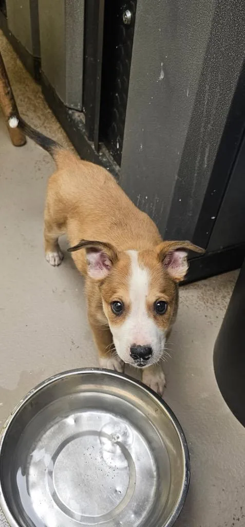 A baby small-sized male Shepherd dog named HarryPotter for adoption in Crossville, TN