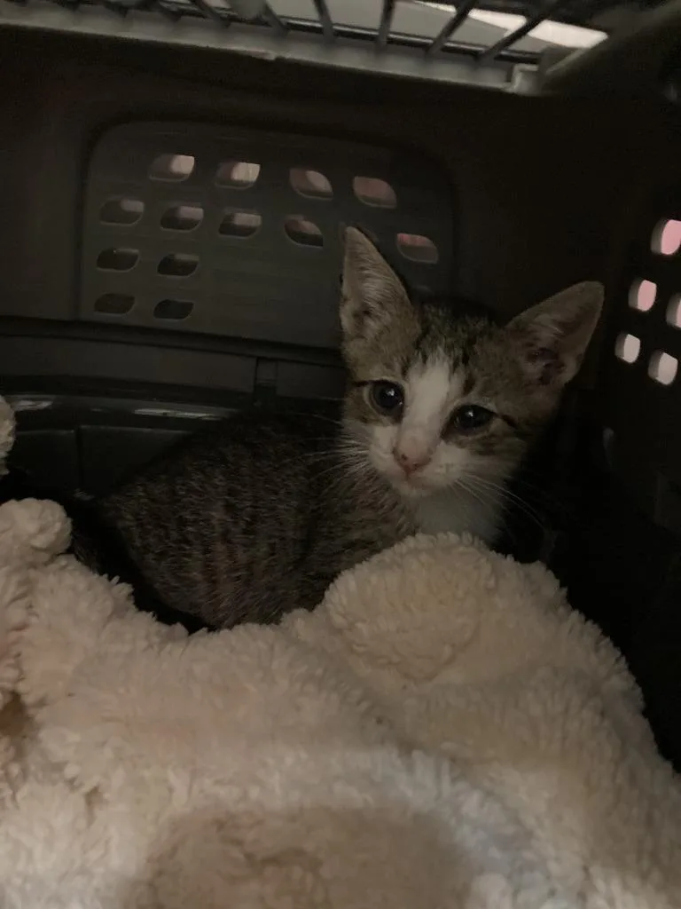 A baby small-sized male Domestic Short Hair cat named Chapelle for adoption in Meriden, CT