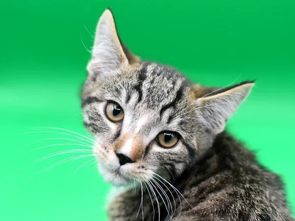A baby small-sized male Domestic Short Hair cat named Miller for adoption in Portland, OR