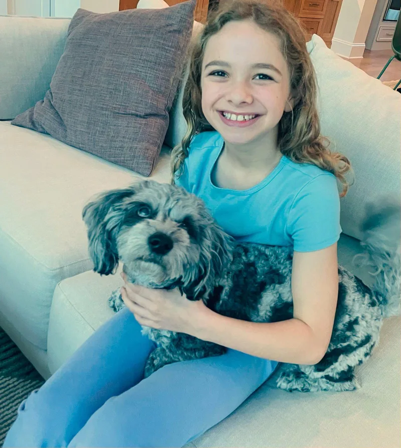 A young small-sized male Shih Tzu dog named Charlie for adoption in Arlington, VA