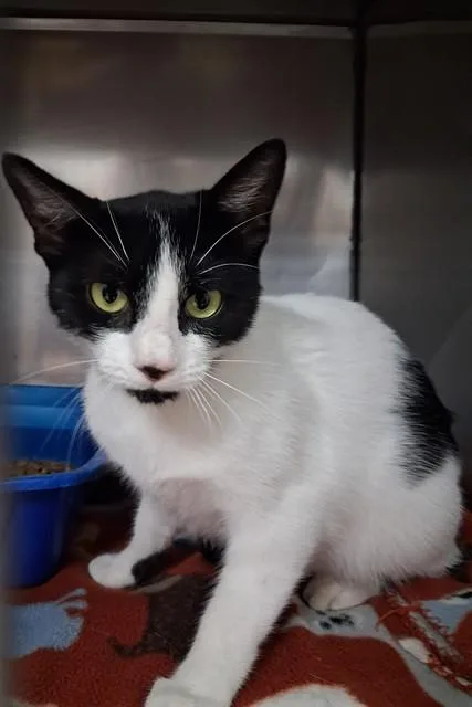 A young medium-sized female Domestic Short Hair cat named Ms. Batman for adoption in Killeen, TX