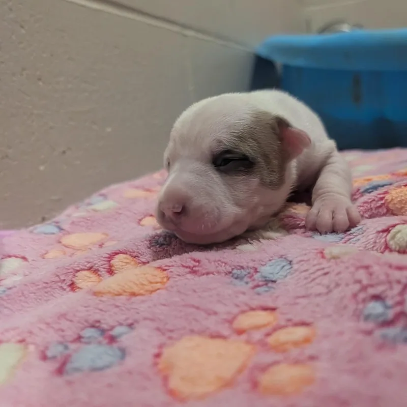 A baby small-sized female White / Cream Terrier dog named Zoe for adoption in Jasper, IN
