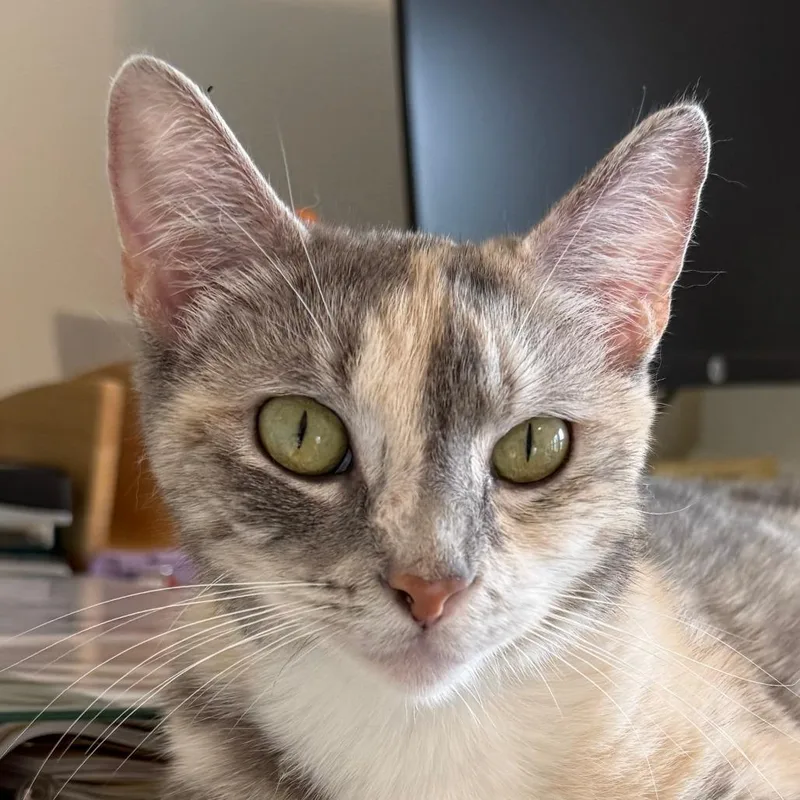 An adult medium-sized female Torbie Domestic Short Hair cat named Gem for adoption in Evanston, IL