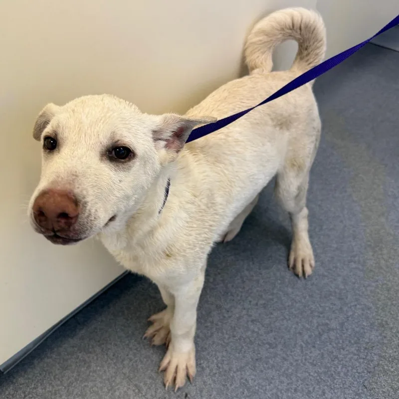 A young small-sized male White / Cream Husky dog named Krypto for adoption in Oakville, WA