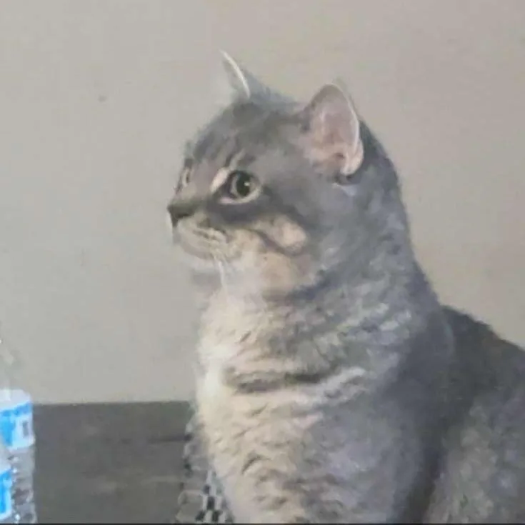 An adult small-sized male Gray / Blue / Silver Domestic Short Hair cat named Coco for adoption in Rochester, MN
