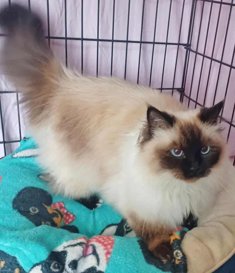A young medium-sized female Seal Point Ragdoll cat named Ethel for adoption in Converse, TX