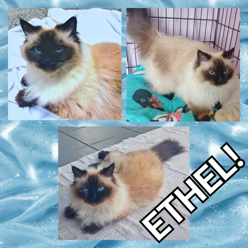 Ethel thumbnail 3