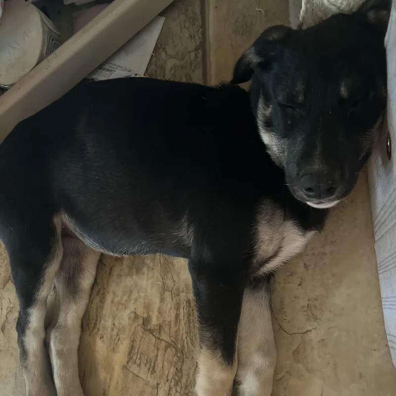 Kona