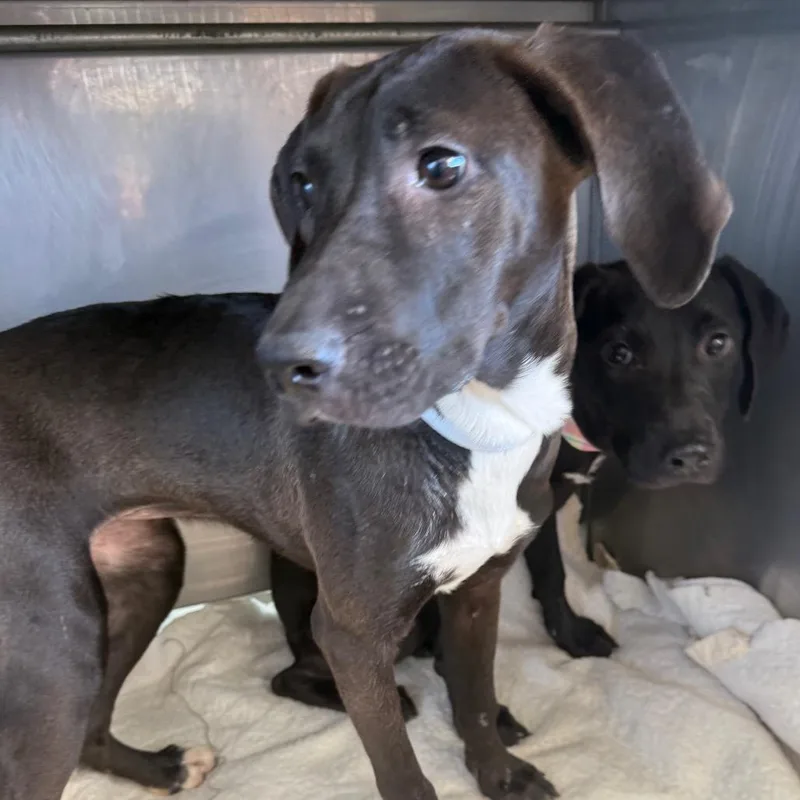 A young medium-sized female Black Labrador Retriever dog named Vanessa for adoption in Normal, IL
