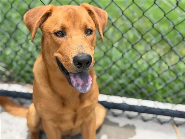 A young large-sized male Labrador Retriever dog named Gerald for adoption in Tulsa, OK