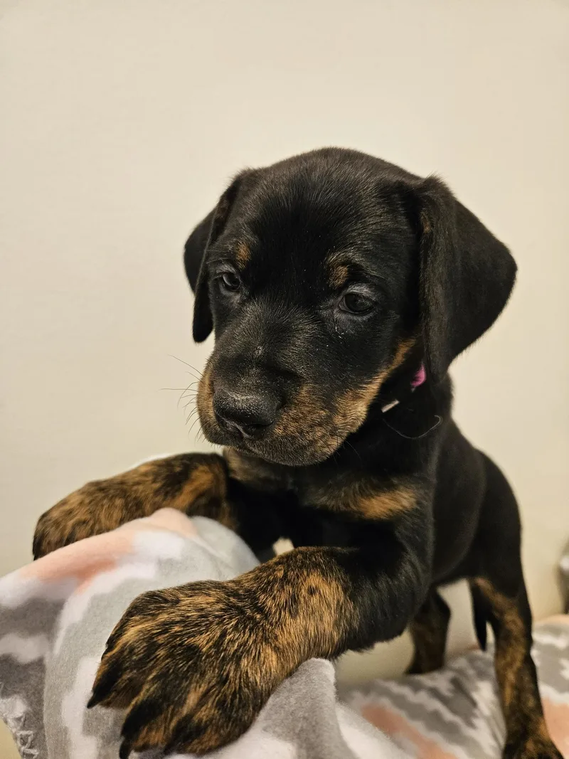 A baby large-sized female Black Doberman Pinscher dog named Stella for adoption in Bluffton, IN
