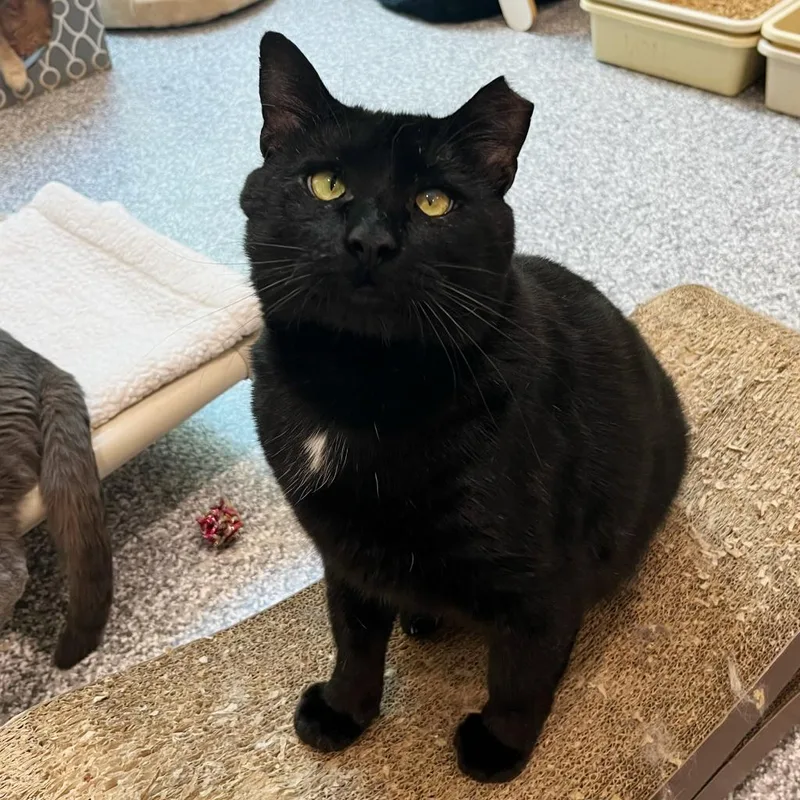 An adult large-sized male Domestic Short Hair cat named Mr. Sid for adoption in Cumming, GA